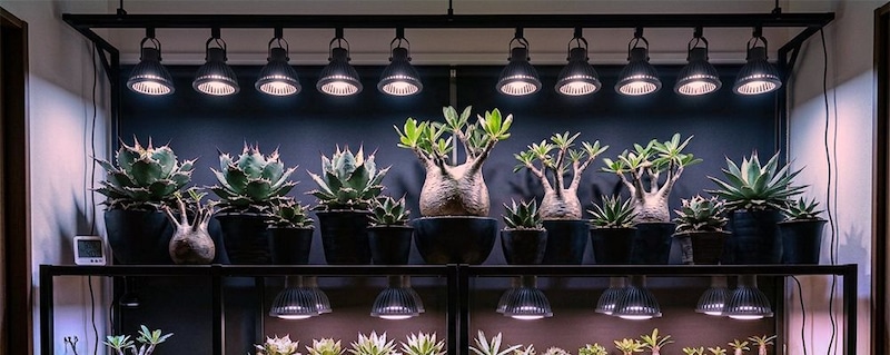 THE植物棚