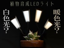 白色ライトだけが正解？ 育成ライトのプロに聞く、植物も暮らしも心地よい“暖色光”という選択肢