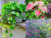 真夏の庭には「観葉植物」が正解!? 豪雨と猛暑に耐える最強ローメンテナンス術