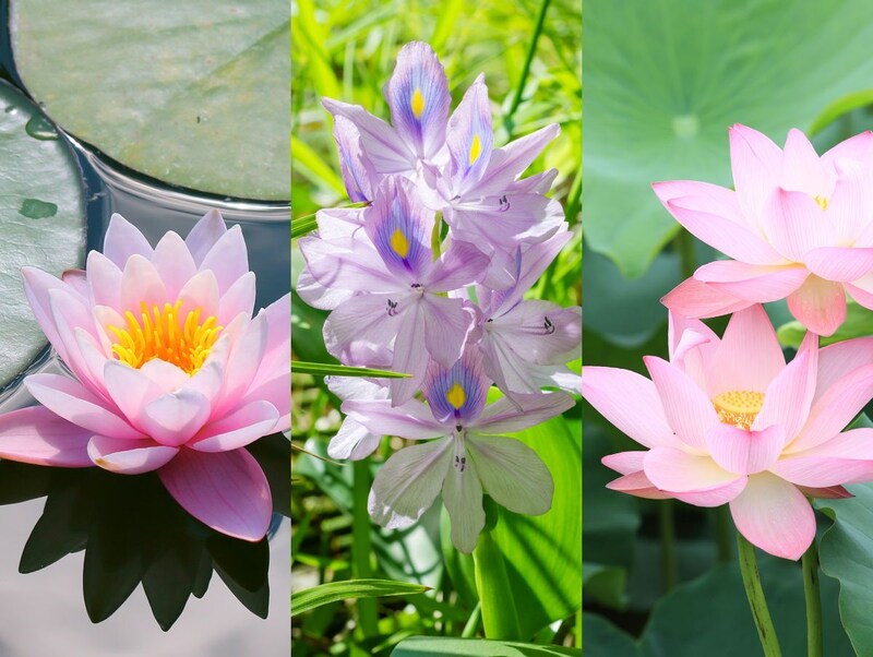 ハスの花はどれ