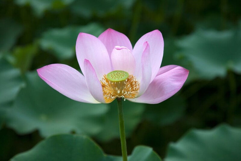 ハスの花