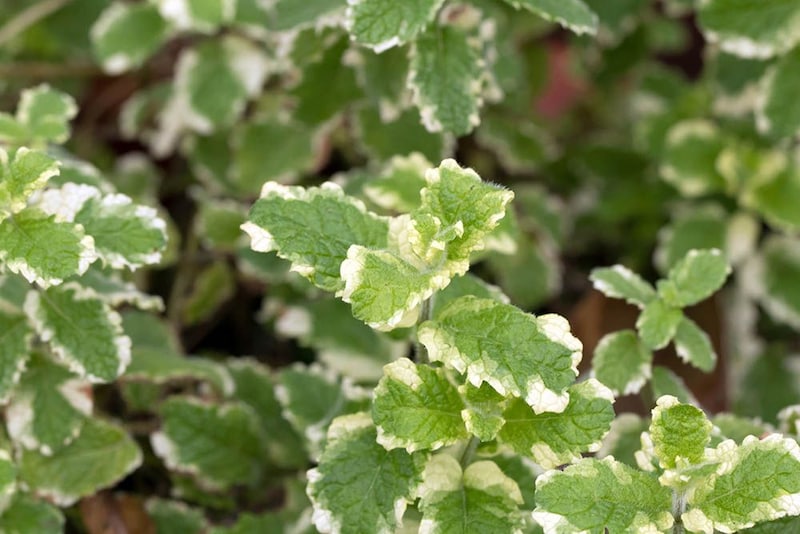 パイナップルミント Mentha suaveolens ‘Variegata’