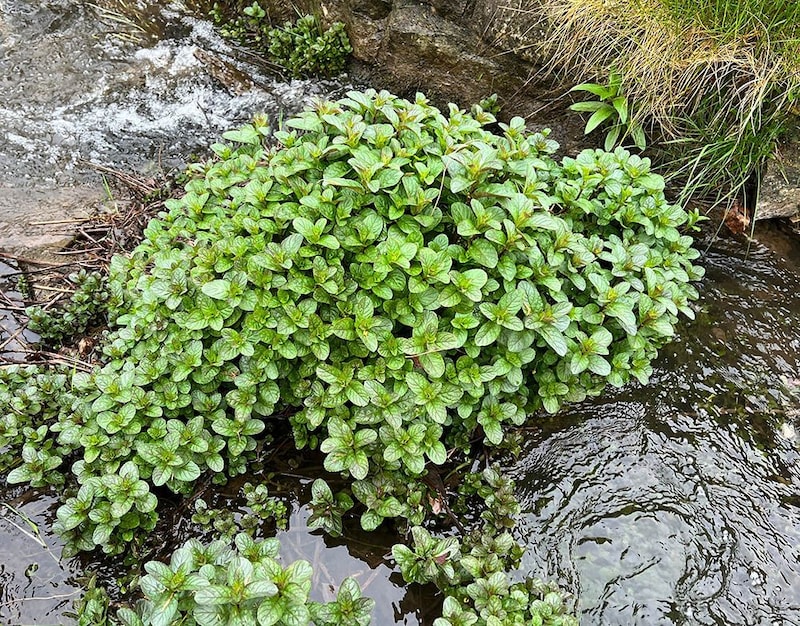 ウォーターミント Mentha aquatica