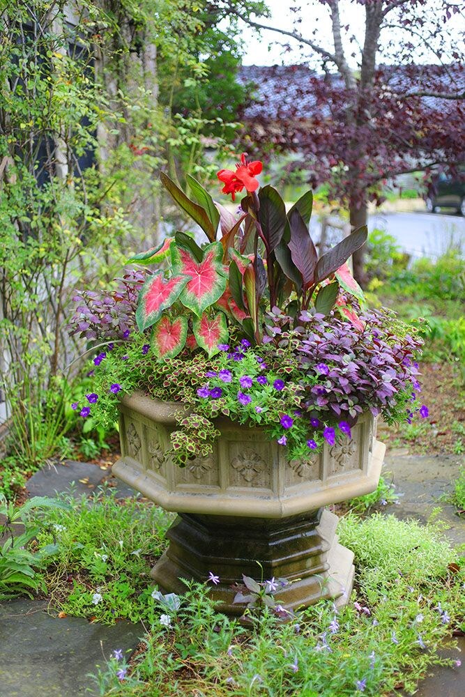 夏の寄せ植え