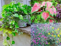 真夏の庭には「観葉植物」が正解!? 豪雨と猛暑に耐える最強ローメンテナンス術