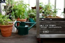 実家の「庭じまい」でマンション12階へ。愛犬と植物たちが紡ぐ、小さな“空に近い庭”の物語