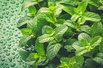 ミントの地植えは要注意？ 爆発的に増えるハーブを安全に楽しむ「仕切り」の裏ワザ