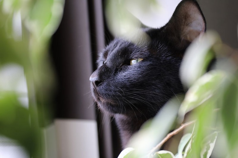 猫と観葉植物