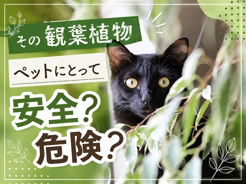 【保存版・獣医師監修】愛犬・愛猫と暮らすための観葉植物ガイド|ASPCAで見る安全性とリスク