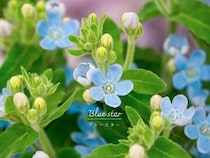 男の子の誕生祝いに贈られる「ベビーブルー」の花！ オキシペタラムが世界中で愛される理由