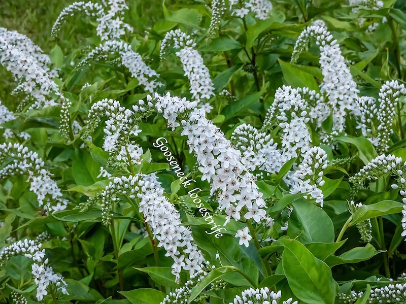 花が少なくなる7〜8月の庭に涼風を。暑さ・寒さに強い「オカトラノオ」でおしゃれな群生を作るポイント