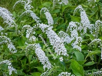 花が少なくなる7〜8月の庭に涼風を。暑さ・寒さに強い「オカトラノオ」でおしゃれな群生を作るポイント