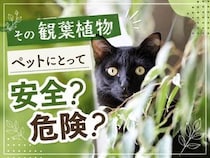 【保存版・獣医師監修】愛犬・愛猫と暮らすための観葉植物ガイド｜ASPCAで見る安全性とリスク