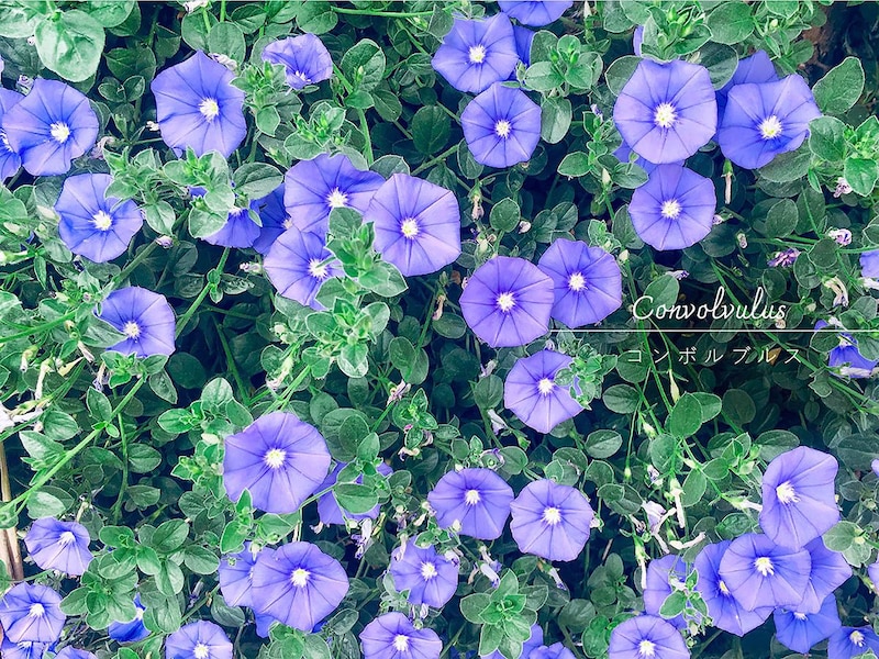 コンボルブルスの育て方|青い絨毯を楽しむ! 失敗しない初夏の蒸れ・冬越し対策&寄せ植えのコツ