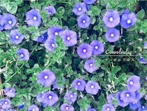 コンボルブルスの育て方｜青い絨毯を楽しむ！ 失敗しない初夏の蒸れ・冬越し対策＆寄せ植えのコツ