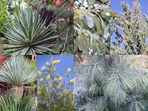 花がなくてもセンス抜群！ 四季を通じて美しい「シルバーリーフ」10選