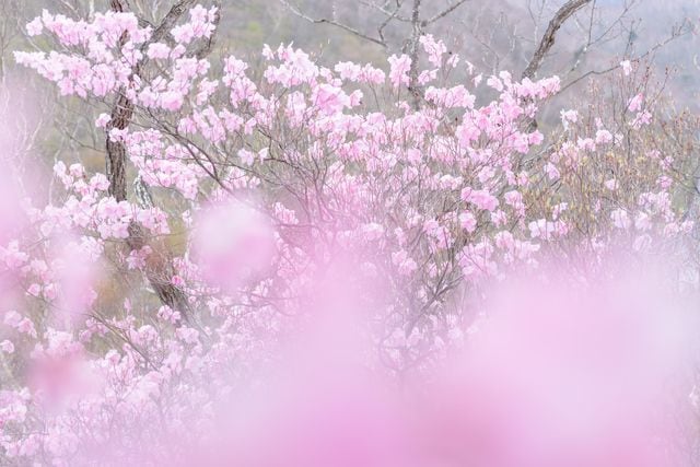 ヤシオツツジ