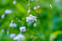 【2026】東京近郊のレンゲショウマ見頃スポット5選！“森の妖精”が咲く絶景群生地から都心の穴場まで紹介