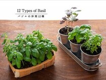 じつはスイートバジルとは別物？ 混同しやすい「バジルの種類」とプロが教える見分け方
