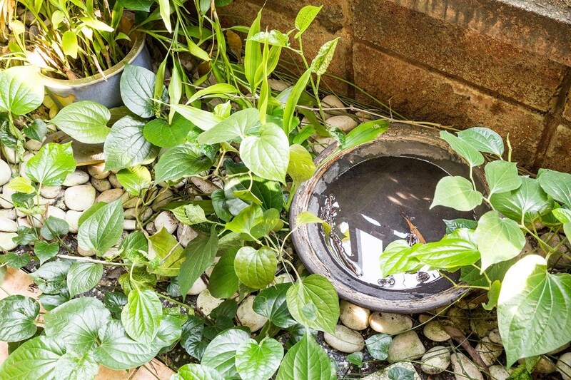 虫対策