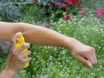 シトロネラやミントで乗り切る！ 夏のガーデニングを快適にする「虫除け植物」と自家製アロマスプレー