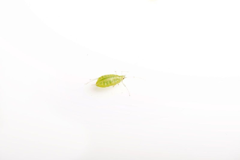 アブラムシ