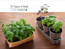 じつはスイートバジルとは別物？ 混同しやすい「バジルの種類」とプロが教える見分け方