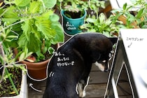 実家の「庭じまい」から命を繋ぐ。思い出の植物をベランダで引き継ぐ「挿し木」＆目隠しアイテムの活用