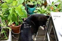 実家の「庭じまい」から命を繋ぐ。思い出の植物をベランダで引き継ぐ「挿し木」＆目隠しアイテムの活用