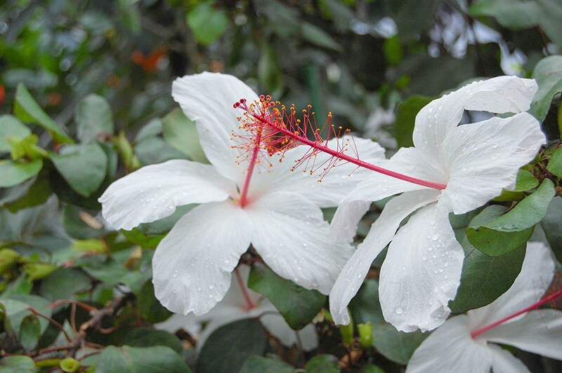 ハイビスカス・アーノッティアヌス　Hibiscus arnottianus