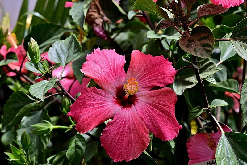 ‘ペインテッド・レディ’　Hibiscus 'Painted Lady'.