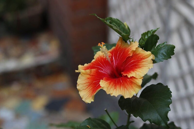 Hibiscus ‘Apollo’　 