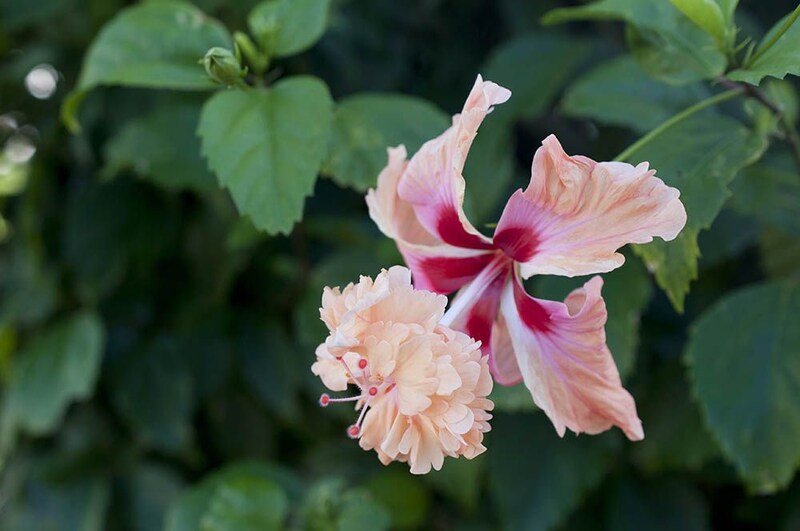 ‘フラミンゴ’　Hibiscus 'Flamingo'