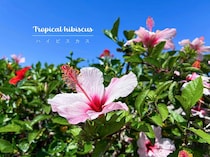 【夏の花】ハイビスカス、じつは猛暑が苦手？ 元気に夏を越す正しい育て方