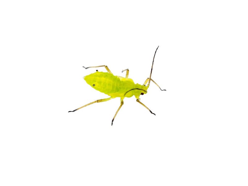 アブラムシ
