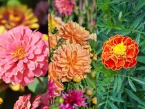 季節の花の3択クイズ！ 真夏もカラフルに咲き続けるジニア（百日草）は次のうちどれ？
