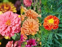 季節の花の3択クイズ！ 真夏もカラフルに咲き続けるジニア（百日草）は次のうちどれ？