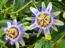 「パッション」の意味は情熱じゃない？ ユニークすぎる花「トケイソウ」の名前の秘密と栽培のコツ