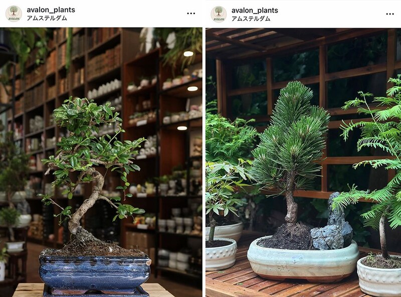 Avalon Plants