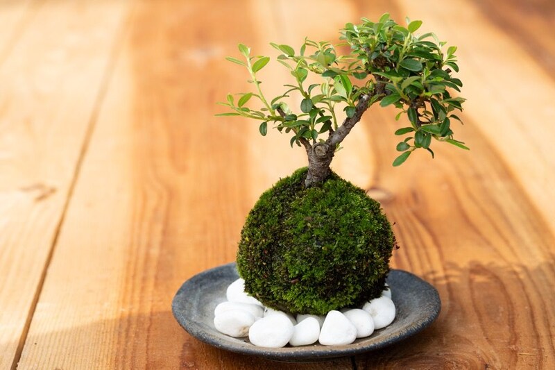 苔玉紅しだん