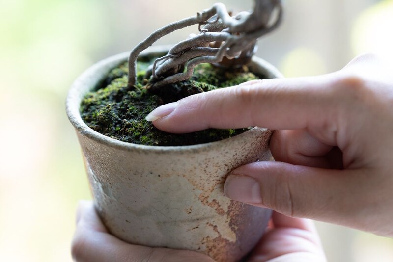 用土の湿度を確認