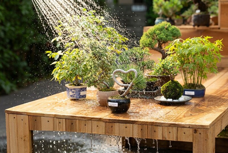 奥さんの水やり