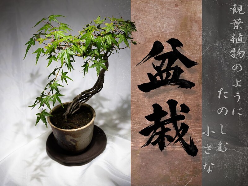 観葉植物好きなら、ミニ盆栽もきっと好きになる｜初心者向けの始め方・育て方