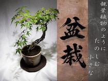 観葉植物好きなら、ミニ盆栽もきっと好きになる｜初心者向けの始め方・育て方