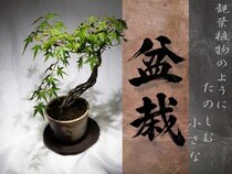 観葉植物好きなら、ミニ盆栽もきっと好きになる｜初心者向けの始め方・育て方