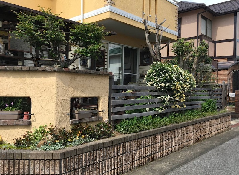 横板張りフェンスとモッコウバラ。