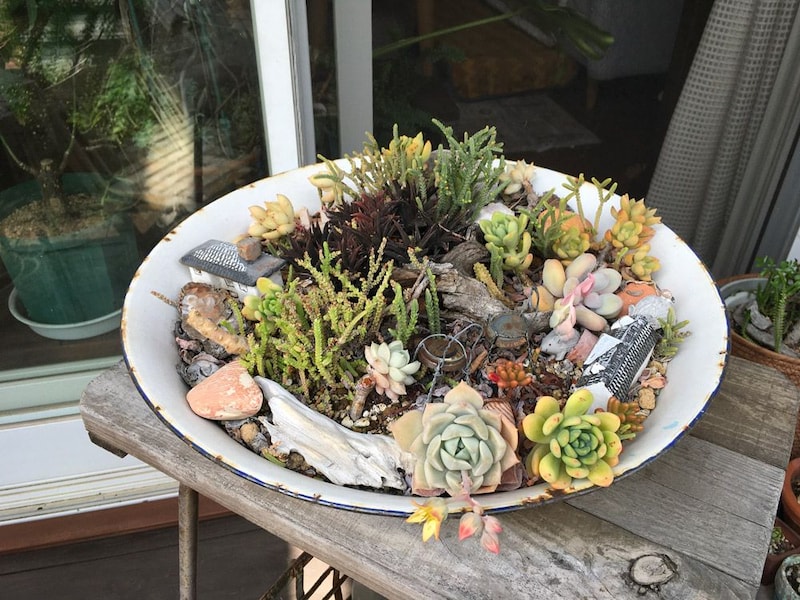 多肉植物をぎゅっと集めたお皿