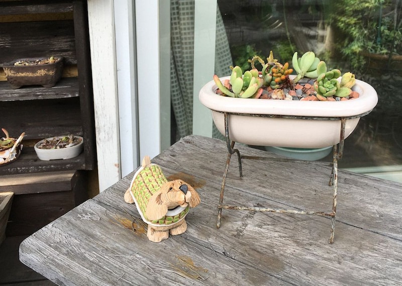 多肉植物のお皿と服を着た犬のオブジェ。