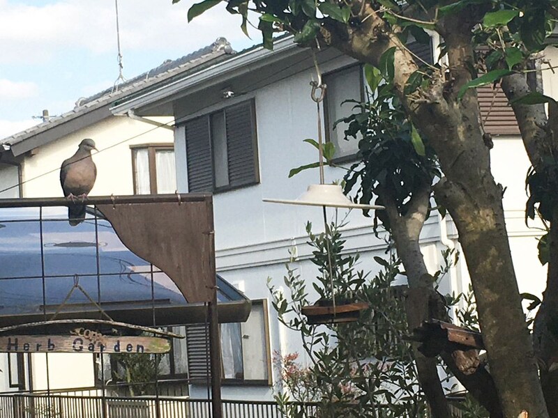 ハトがやってきました!