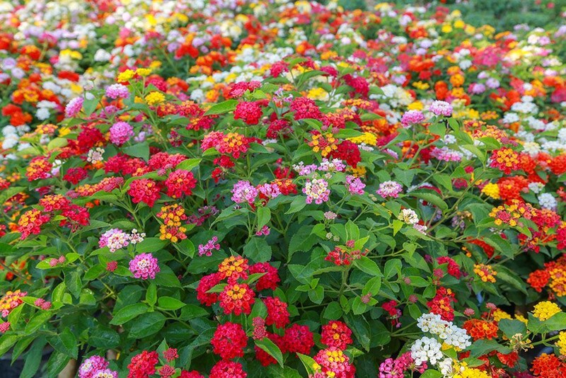 ランタナの花